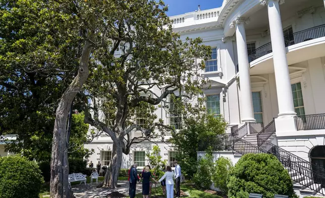 FILE - The magnolia planted on the South Lawn by President Andrew Jackson is seen at left as President Joe Biden, from left, and first lady Jill Biden, joined by surviving families of service members, hold hands in prayer around a newly planted magnolia tree during a ceremony on the South Lawn of the White House in Washington, Monday, May 30, 2022. The new tree was grown from a seed from the original. (AP Photo/Andrew Harnik, File)