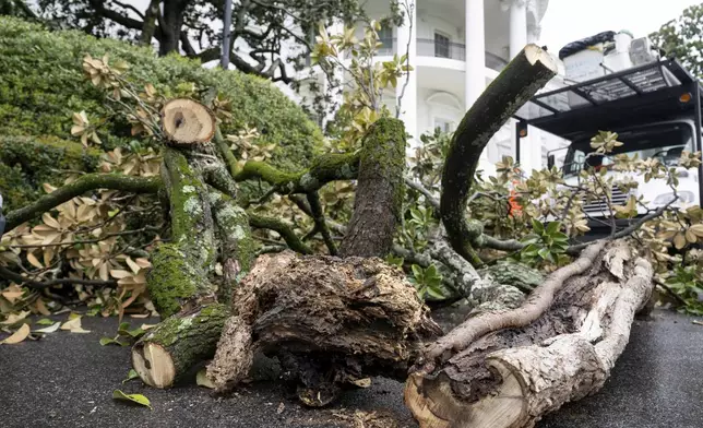 Workers remove a magnolia tree believed to have been planted by former President Andrew Jackson, on the South Lawn of the White House in Washington, Monday, April 7, 2025. (Pool via AP)