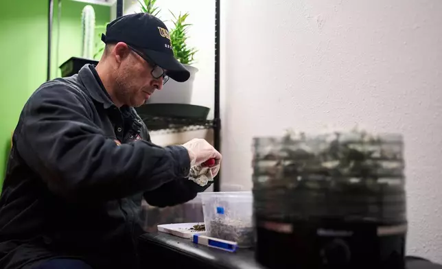 Matt Metzger, a Marine Corps combat veteran, harvests and places Psilocybe cubensis mushrooms into a dehydrator to prepare for microdosing Wednesday, March 26, 2025, in Olympia, Wash. (AP Photo/Lindsey Wasson)