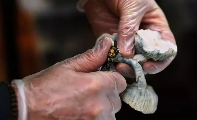 Marine Corps combat veteran Matt Metzger harvests mushroom to dehydrate to make into powder for microdosing in capsules, Wednesday, March 26, 2025, in Olympia, Wash. (AP Photo/Lindsey Wasson)