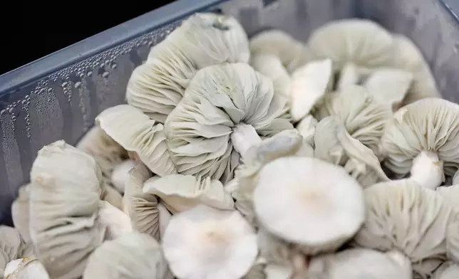 Psilocybe cubensis mushrooms grown to harvest for microdosing sit in a plastic box Wednesday, March 26, 2025, in Olympia, Wash. (AP Photo/Lindsey Wasson)