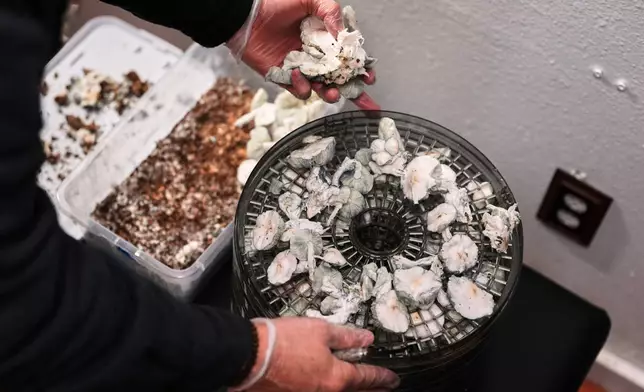 Matt Metzger, a Marine Corps combat veteran, harvests and places Psilocybe cubensis mushrooms into a dehydrator to prepare for microdosing Wednesday, March 26, 2025, in Olympia, Wash. (AP Photo/Lindsey Wasson)