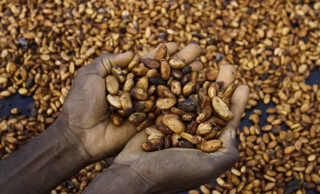 FILE - Sylvain N'goran, who has been a cocoa farmer for the past 17 years, holds cocoa beans in his hands in the village of Bocanda, north of Abidjan, Ivory Coast, Oct. 24, 2022. (AP Photo/Diomande Bleblonde, File)
