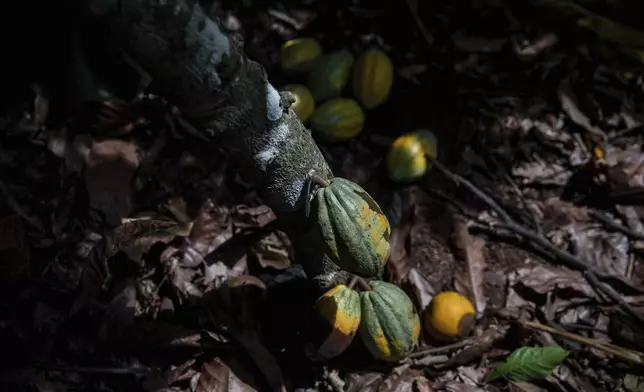 FILE - Cocoa pods hang on a tree in Divo, West-Central Ivory Coast, Nov. 19, 2023. (AP Photo/Sophie Garcia, File)