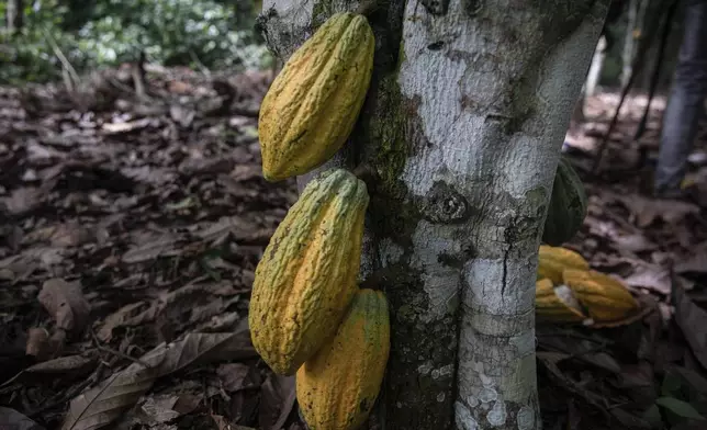 FILE - Cocoa pods hang on a tree in Divo, West-Central Ivory Coast, Nov. 19, 2023. (AP Photo/Sophie Garcia, File)