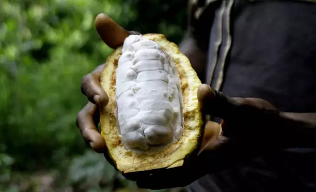 FILE - Sylvain N'goran, who has been a cocoa farmer for the past 17 years, holds cocoa beans in his hands in the village of Bocanda, north of Abidjan, Ivory Coast, Oct. 24, 2022. (AP Photo/Diomande Bleblonde, File)