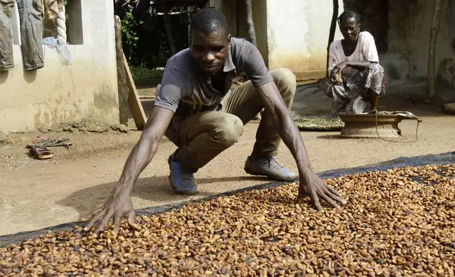 FILE - Sylvain N'goran, dries cocoa beans in the village of Bocanda, north of Abidjan, Ivory Coast, Oct. 24, 2022. (AP Photo/Diomande Bleblonde, File)