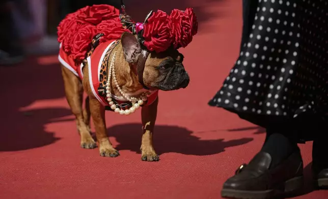 A French bulldog attends the French bulldogs parade at the Vorontsovsky park in Moscow, Russia, Sunday, April 27, 2025. (AP Photo/Pavel Bednyakov)
