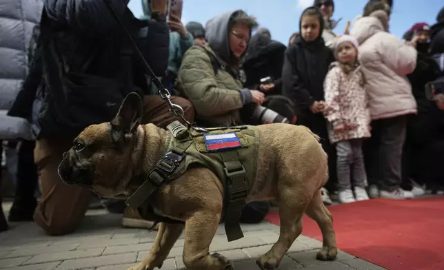 A French bulldog attends the French bulldogs parade at the Vorontsovsky park in Moscow, Russia, Sunday, April 27, 2025. (AP Photo/Pavel Bednyakov)