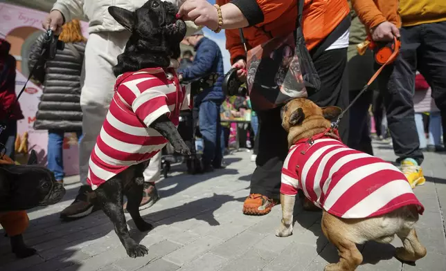 French bulldogs attend the French bulldogs parade at the Vorontsovsky park in Moscow, Russia, Sunday, April 27, 2025. (AP Photo/Pavel Bednyakov)