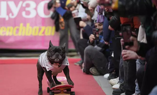 A French bulldog rides a skateboard during the French bulldogs parade at the Vorontsovsky park in Moscow, Russia, Sunday, April 27, 2025. (AP Photo/Pavel Bednyakov)