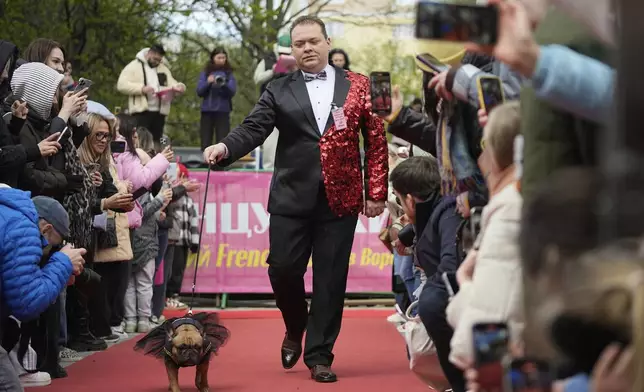 A man attends the French bulldogs parade at the Vorontsovsky park in Moscow, Russia, Sunday, April 27, 2025. (AP Photo/Pavel Bednyakov)
