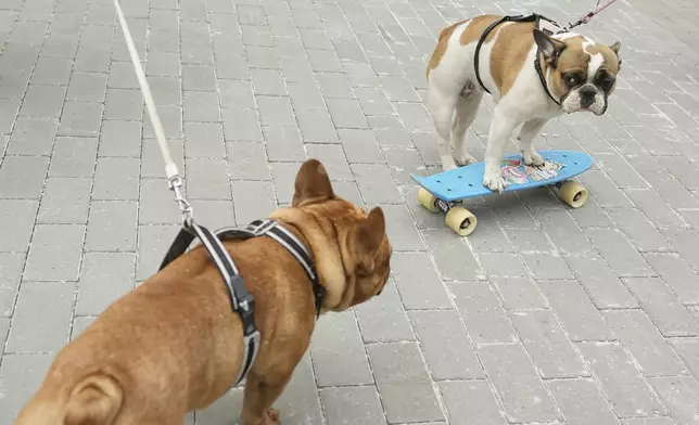 A French bulldog rides a skateboard during the French bulldogs parade at the Vorontsovsky park in Moscow, Russia, Sunday, April 27, 2025. (AP Photo/Pavel Bednyakov)
