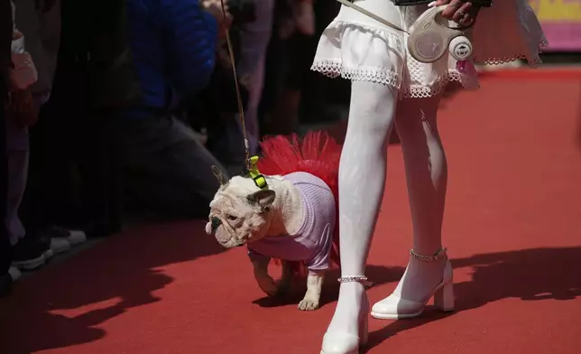 A woman attends the French bulldogs parade at the Vorontsovsky park in Moscow, Russia, Sunday, April 27, 2025. (AP Photo/Pavel Bednyakov)