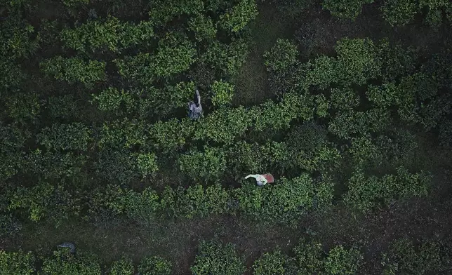 Women labourers pluck tea leaves in a tea garden on the outskirts of Guwahati, India, Wednesday, April 9, 2025. (AP Photo/Anupam Nath)