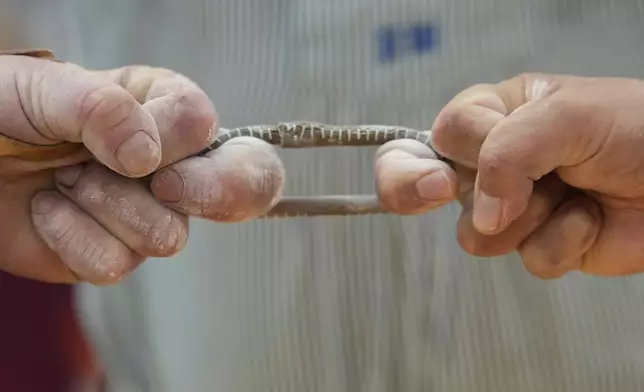 Men dressed in traditional clothes try to pull the opponent over the table at the German Championships in Fingerhakeln or finger wrestling, in Pang, near Rosenheim, Germany, Sunday, April 27, 2025. (AP Photo/Matthias Schrader)
