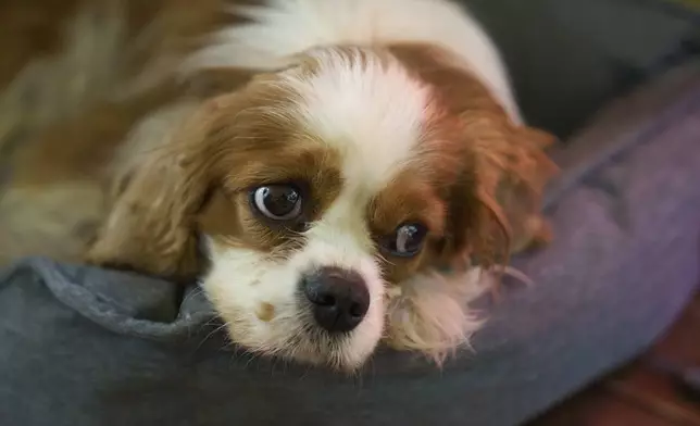 Billie, a Cavalier King Charles Spaniel, rests in Binyamina, Israel, on Wednesday, April 16, 2025. Israeli soldiers found Billie in the Gaza Strip 18 months after she disappeared during Hamas' attack on Nir Oz in Binyamina, Israel. (AP Photo/Ariel Schalit)