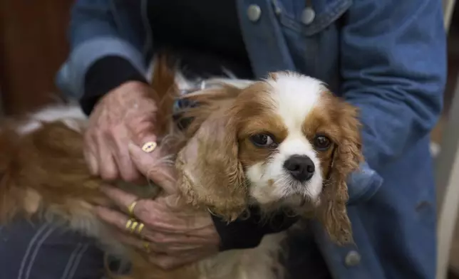 Rachel Dancyg holds her dog, Billie, on Wednesday, April 16, 2025. Israeli soldiers found Billie in the Gaza Strip, 18 months after she disappeared during Hamas' attack on Dancyg's Kibbutz of Nir Oz, in Binyamina, Israel. (AP Photo/Ariel Schalit)