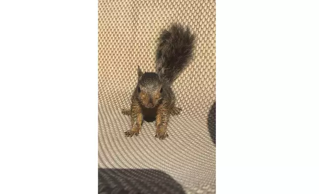 This April 2017 photo shows Peanut, a squirrel who lived as a pet with Mark Longo in Southport, N.Y. (Mark Longo via AP)