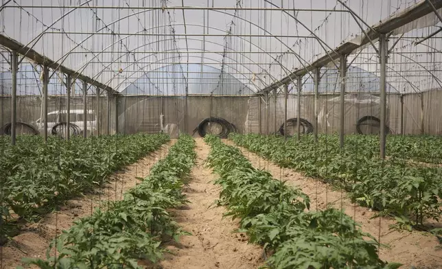 Tomato crops grow in a greenhouse in Khan Younis, in the southern Gaza Strip, Friday, April 25, 2025. (AP Photo/Abdel Kareem Hana)