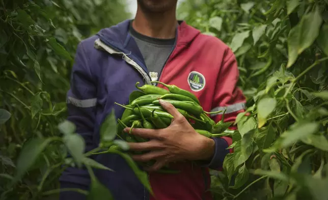 Farmer Ahmed Al-Shaer, 20, holds green chili peppers grown in a greenhouse in Khan Younis, in the southern Gaza Strip, Friday, April 25, 2025. (AP Photo/Abdel Kareem Hana)
