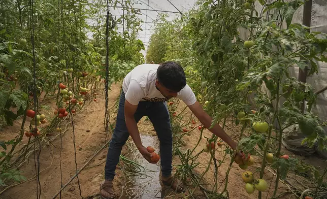 Farmer Mahmoud Al-Shaer picks tomatoes from crops growing in a greenhouse in Khan Younis, in the southern Gaza Strip, Friday, April 25, 2025. (AP Photo/Abdel Kareem Hana)