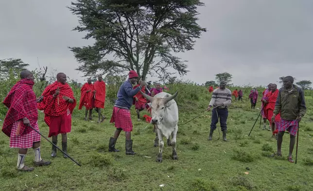 Men of the Maasai tribe slaughter a bull to be roasted and eaten, during the Enkipaata ceremony, a Maasai male rite of passage, specifically the initiation of boys, marking the transition from childhood to becoming a moran (warrior) in Olaimutiai, Narok County, Kenya Thursday, April 24, 2024. (AP Photo/Brian Inganga)