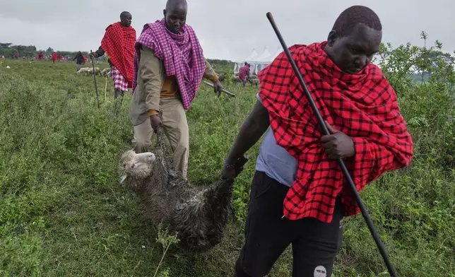 Men of the Maasai tribe carry a ram to be roasted and eaten, during the Enkipaata ceremony, a Maasai male rite of passage, specifically the initiation of boys, marking the transition from childhood to becoming a moran (warrior) in Olaimutiai, Narok County, Kenya Thursday, April 24, 2024. (AP Photo/Brian Inganga)