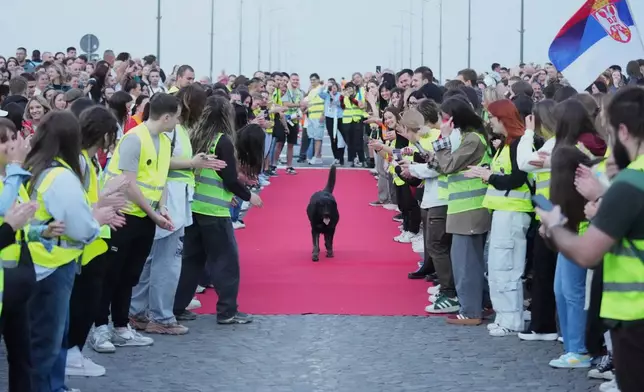 A dog walks across a red carpet prior to a welcoming ceremony for 80 Serbian university students who cycled more than 1,300 kilometers (780 miles) during last week, from Novi Sad to Strasbourg, France, to draw EU attention to their months-long protests against corruption, in Novi Sad, Serbia, Tuesday, April 22, 2025. (AP Photo/Darko Vojinovic)