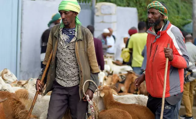 Traders herd their sheep to sell in a street market a day before Ethiopian Orthodox Christians celebrate Easter Sunday,in Addis Ababa, Ethiopia Saturday, April 19, 2025. (AP Photo)