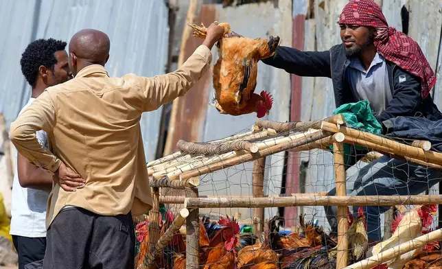 Traders trade live chickens in a street market a day before Ethiopian Orthodox Christians celebrate Easter Sunday in Addis Ababa, Ethiopia Saturday, April 19, 2025. (AP Photo)