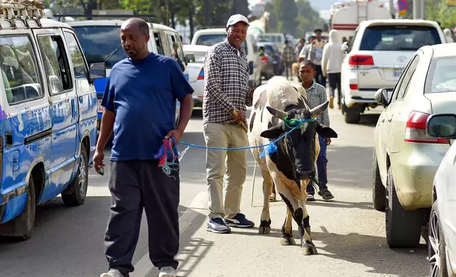 Traders herd their cow to sell in a street market a day before Ethiopian Orthodox Christians celebrate Easter Sunday,in Addis Ababa, Ethiopia Saturday, April 19, 2025. (AP Photo)