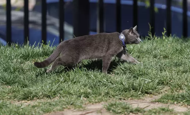 Sophie, a cat, wanders through the White House North Lawn at the White House, Friday, April 18, 2025, in Washington. (AP Photo/Tom Brenner)