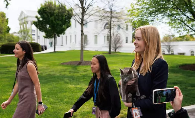 Kate Sullivan, a reporter, carries Sophie, a cat that was found wandering the White House grounds, to its owner outside the White House, on the White House North Lawn driveway, Friday, April 18, 2025, in Washington. (AP Photo/Tom Brenner)