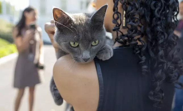 Sophie, a cat that wandered onto the White House grounds, is held by Francesca Chambers, White House Correspondent for USA Today, at the White House, Friday, April 18, 2025, in Washington. (AP Photo/Alex Brandon)