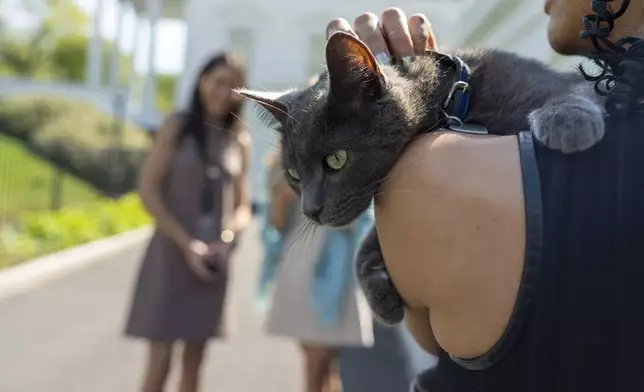 Sophie, a cat that wandered onto the White House grounds, is held by Francesca Chambers, White House Correspondent for USA Today, at the White House, Friday, April 18, 2025, in Washington. (AP Photo/Alex Brandon)