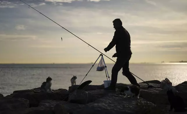 A fisherman feeds cats his recently caught small fish from the Marmara Sea, along the Kadikoy sea promenade in Istanbul, Turkey, Tuesday, April 15, 2025. (AP Photo/Francisco Seco)