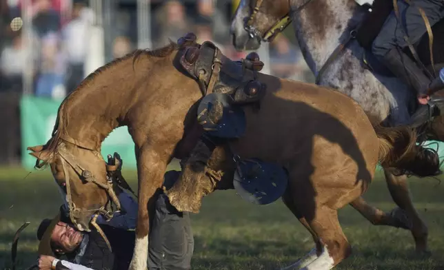 A gaucho, or South American cowboy, falls off of a horse during the Criolla Week rodeo festival in Montevideo, Uruguay, Monday, April 14, 2025. (AP Photo/Matilde Campodonico)