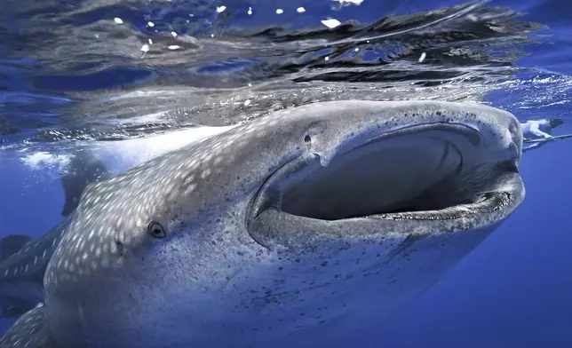 Whale sharks swim off the coast of St. Helena in the South Atlantic Ocean in February 2025. (AP Photo/Flora Tomlinson-Pilley)