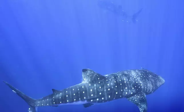 Whale sharks swim off the coast of St. Helena in the South Atlantic Ocean in February 2025. (AP Photo/Flora Tomlinson-Pilley)