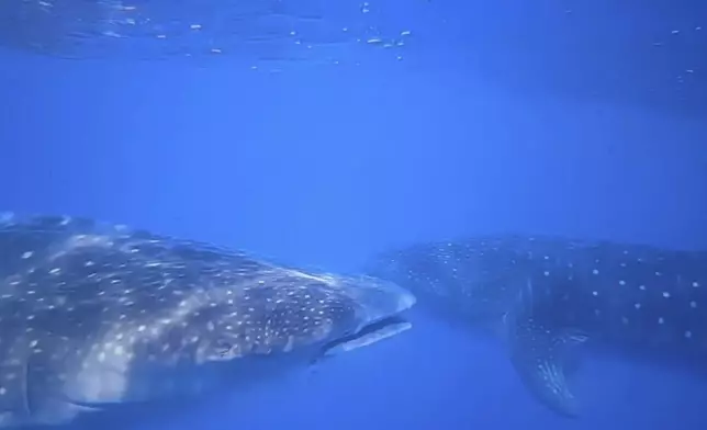 In this image from video, whale sharks swim near each other off the coast of St. Helena in the South Atlantic Ocean on Feb. 25, 2025. (AP Photo/Maria Cheng)