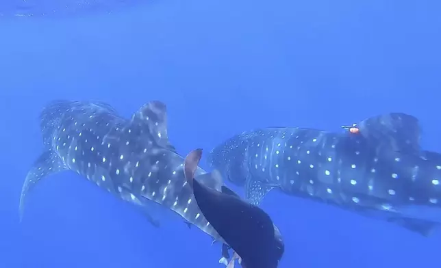 In this image from video, whale sharks swim near each other off the coast of St. Helena in the South Atlantic Ocean on Feb. 25, 2025. (AP Photo/Maria Cheng)