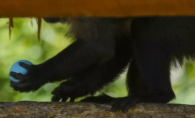 A monkey holds an Easter egg given to him by staff at the Buinzoo in Santiago, Chile, Sunday, April 20, 2025. (AP Photo/Esteban Felix)