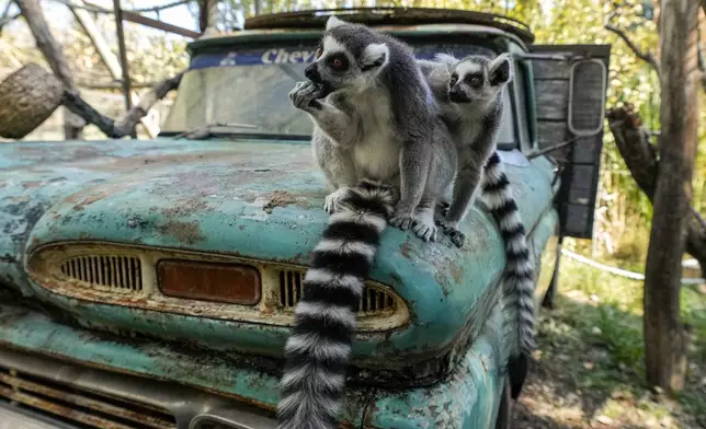 Ring-tailed lemurs eat Easter eggs at the Buinzoo in Santiago, Chile, Sunday, April 20, 2025. (AP Photo/Esteban Felix)