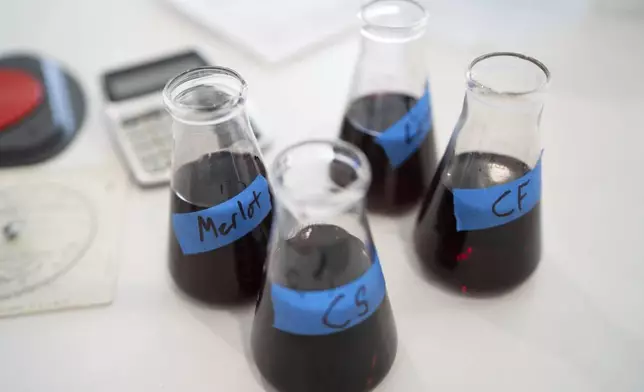 Samples of red wine sit on a table in the head winemaker's office at Fox Run Vineyards, Friday, March 21, 2025, in Penn Yan, N.Y. (Natasha Kaiser via AP)