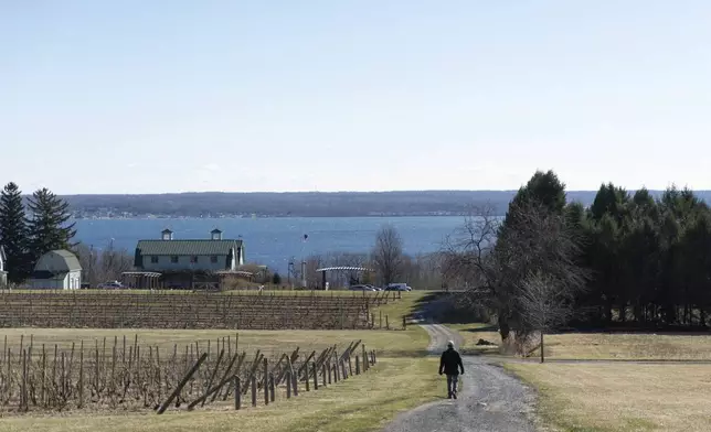 Scott Osborn, owner of Fox Run Vineyards, walks past dormant grapevines, Friday, March 21, 2025, in Penn Yan, N.Y. (Natasha Kaiser via AP)