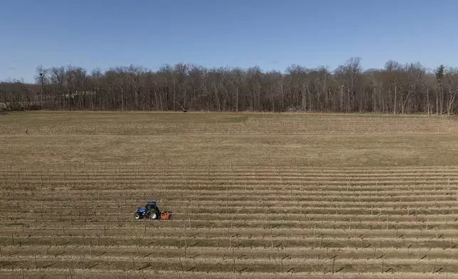 A tractor moves along rows between dormant grapevines at Fox Run Vineyards, Friday, March 21, 2025, in Penn Yan, N.Y. (Natasha Kaiser via AP)
