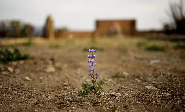 Flowers bloom on an empty lot along Esteban Drive after the Mountain Fire burned through the area Wednesday, April 16, 2025, in Camarillo, Calif. (AP Photo/Wally Skalij)