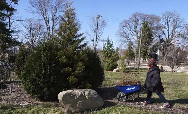 Robyn Redding carries mulch to a sequoia tree in Detroit, Friday, March 21, 2025. (AP Photo/Paul Sancya)