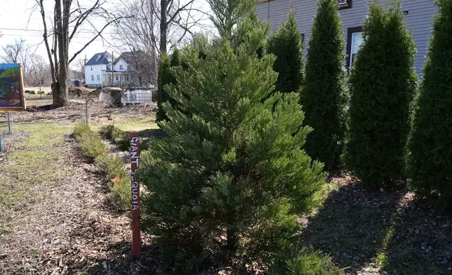 A giant sequoia tree is shown planted at an Arboretum Detroit parcel in Detroit, Friday, March 21, 2025. (AP Photo/Paul Sancya)